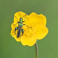 Thick-Legged Flower Beetle 1 